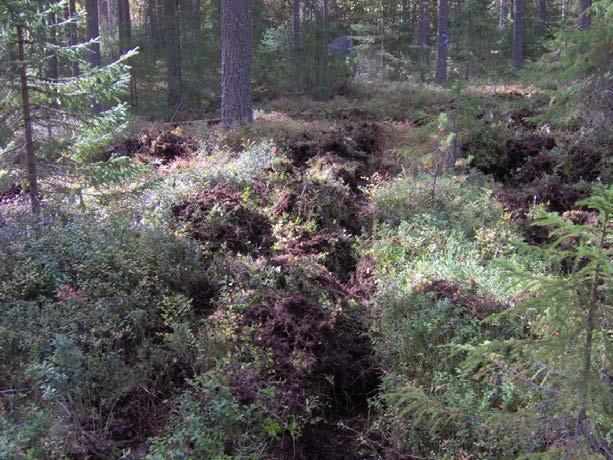 Figur 6. Försök nr 1. Långsjöliden tall. Efter markberedning med Humax 2 4.