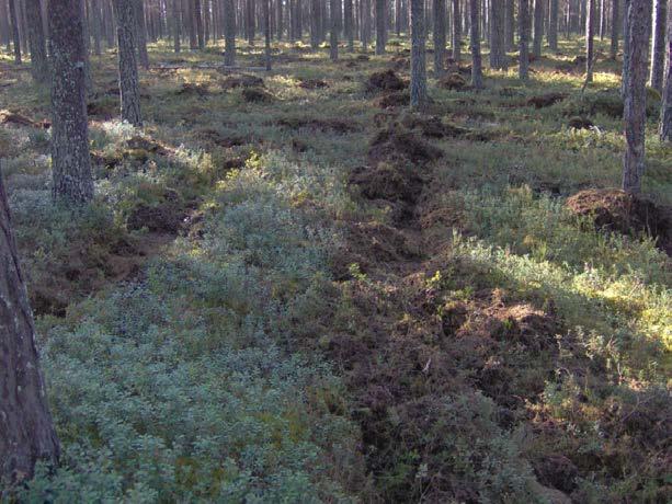 I de fjärde tallförsöket, Försök nr 4, var bördigheten lägre, humustäcket tunnare och markvegetationen dominerades av lingon.