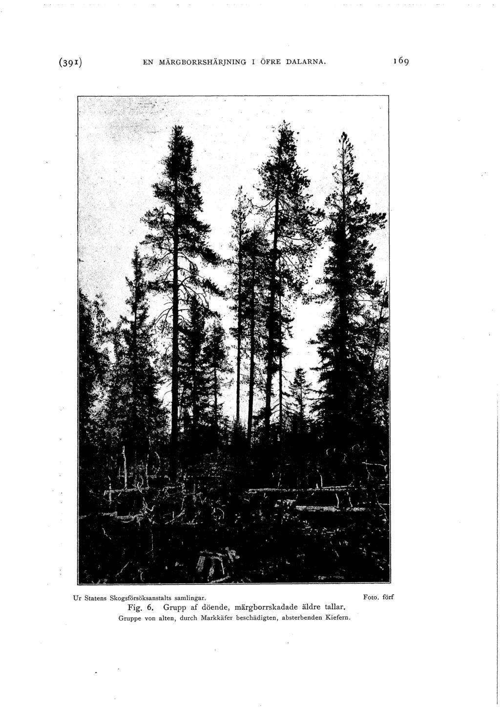 EN MÄRGBORRSHÄRJNING I ÖFRE DALARNA. U r Statens Skogsfårsöksanstalts samlingar. Fig. 6.