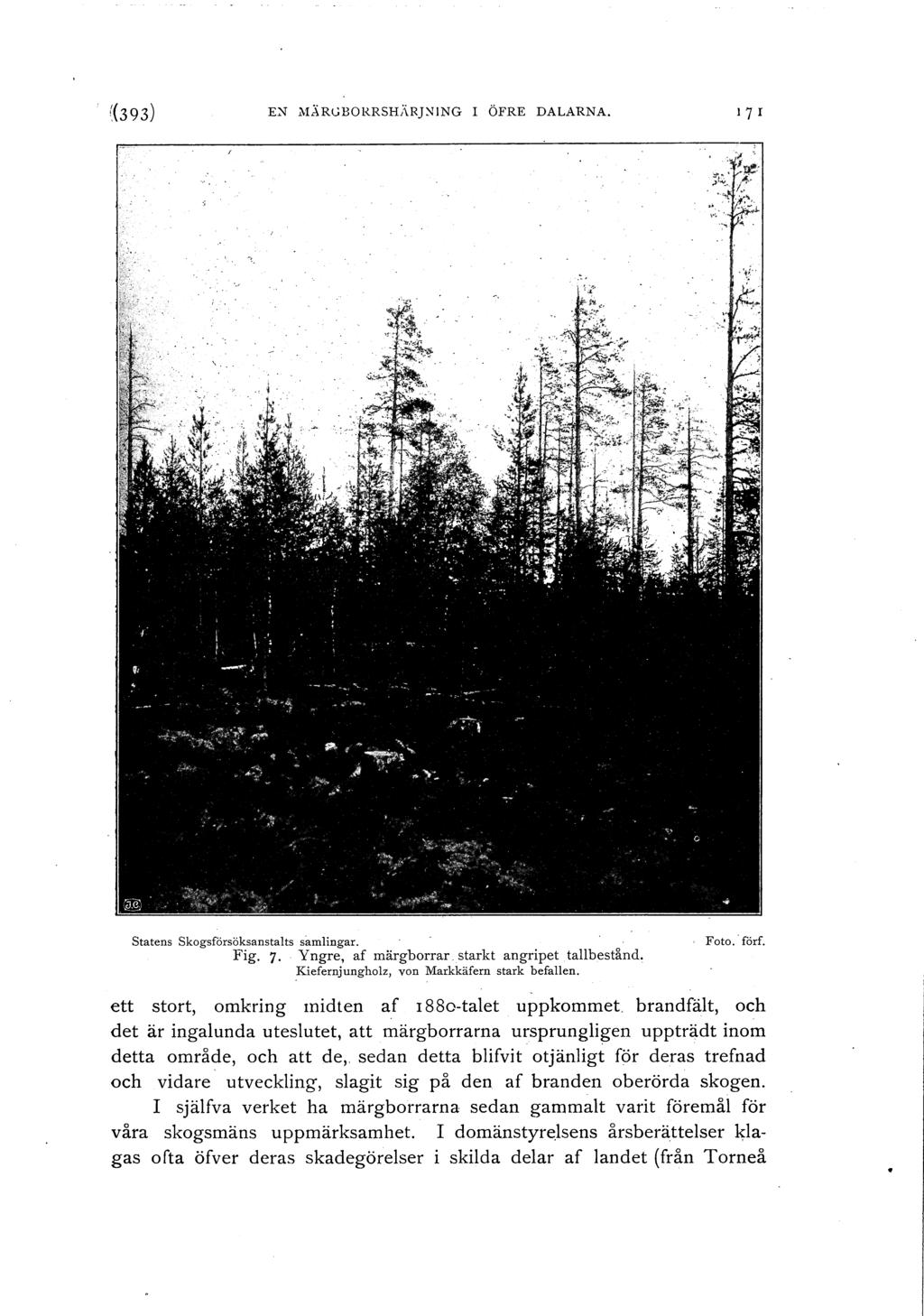 !(393) E~ MÄRGBORRSHARJ:-liNG I ÖFRE DALARNA. q r Statens skogsförsöksanstalts samlingar.. Fig. 7. Yngre, af märgborrar starkt angripet tallbestånd,.kiefernjungholz, von Markkäfern stark befallen.