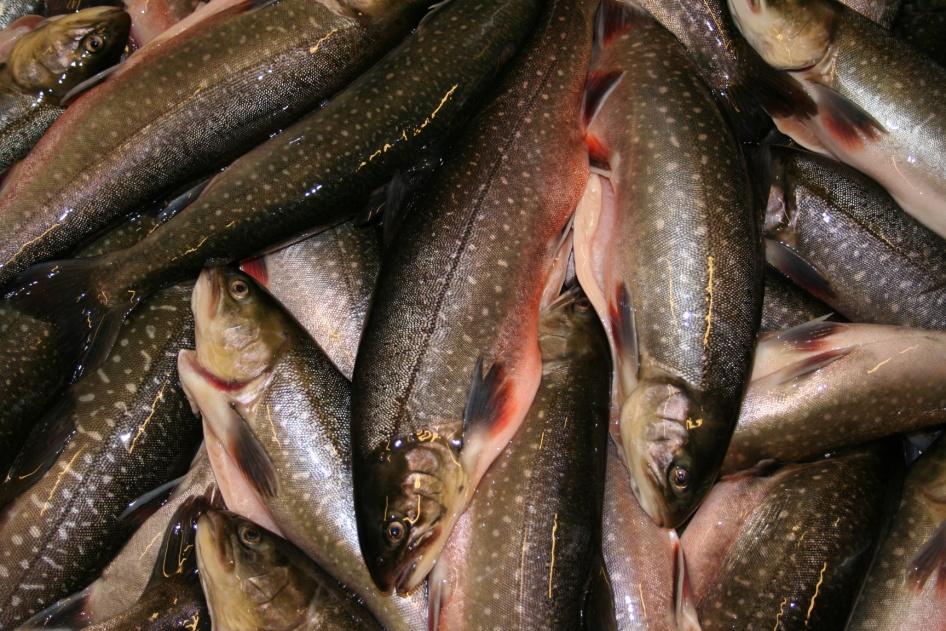 Ottosson Gränsgatan 33 852 38 Sundsvall Ansökan Utökat tillstånd till fiskodling för Svensk Fjällröding AB i Landösjön Kenneth