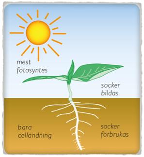 Fotosyntes på dagen - cellandning på natten I gröna växter äger ovanstående två processer rum.
