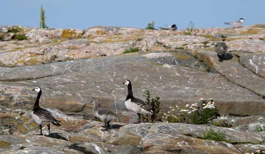 12 Vitkindad gås häckar med spridda par och små kolonier på flera platser längs kusten. Foto: Ulrik Lötberg [Stripgås Anser indicus] Tre fynd har inkommit; 1 varnande ex.