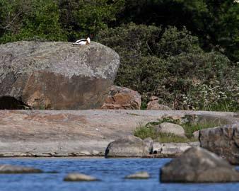 13 1 par med 2 flygga ungar Kniven, Älvkarleby 6/6-7/8 (Ulrik Lötberg, Per Johan Ulfendahl). Dessa minst åtta konstaterade häckningar utgör bara en liten del av de par som häckade i rapportområdet.