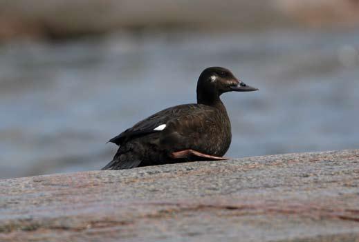 20 Sjöorre Melanitta nigra Under våren passerar nattetid ett sannolikt betydande sträck av sjöorre över inlandet, men hur många det rör sig om är okänt.