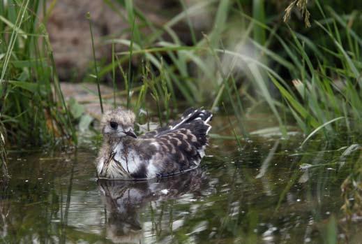 45 En överlevande dvärgmåsunge på Skargrunden i Lövstabukten. Många ungar av dvärgmås och tärnor omkom vid stormen den 8 juli. Foto: Ulrik Lötberg Fjällabb Stercorarius longicaudus [?