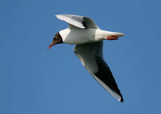 47 Cirka 80 procent av rapportområdets skrattmåsar häckar på endast tre lokaler. Foto: Ulrik Lötberg rapporterade: 2 800 ex. mot N Örsten, Singö 6/4 (Fredrik Bondestam) samt 750 ex.