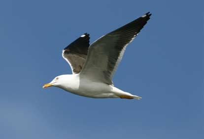 48 Från Öregrundsgrepen har endast 2 häckande par rapporterats; på Länsman (Joakim Djerf).