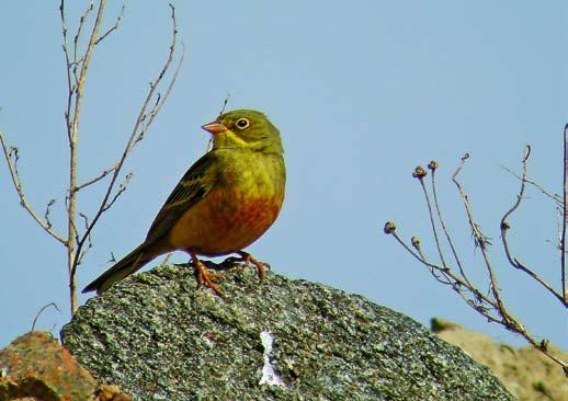 70 Ortolansparven fortsätter att minska i Uppland. Fortsätter denna trend får vi snart endast se rastande fåglar. Foto: Ulf Florman.