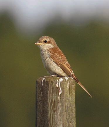 57 Grönsiska Carduelis spinus Årets vintermånader (januari februari och december) bjöd endast på två flockar överstigande 100 ex., nämligen 200 ex.