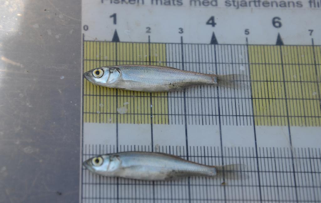 Figur 3). Noten drogs i områden med så mycket bottenvegetation som noten kunde klara utan att lätta alltför mycket eftersom uppgifter från Tjeckien (Kratochvıl et al.