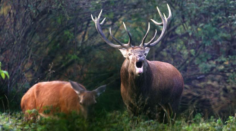 Referenser: Ahlén, I. 1965. Studies on the red deer, Cervus elaphus L., in Scandinavia. I. History of distribution. II. Taxonomy and osteology of prehistoric and recent populations. III.