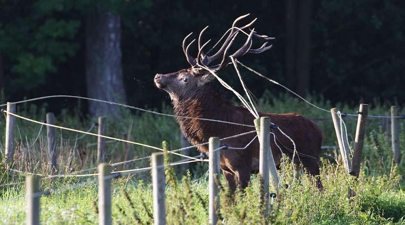 De senaste åren har tyvärr flera storhjortar fastnat och dött i stängsel. främst på de inventeringar som görs, men också på kontakter med markägare och jägare.