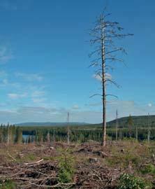 Jordbruk, skogsbruk och fiske Statistisk årsbok 2010 91 Skogsbruk Forestry Sveriges skogmarksareal är 22,7 miljoner hektar.