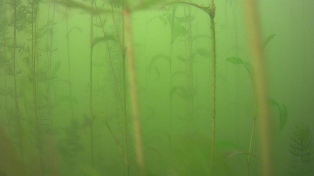 Figur 16. Bottnar med vegetation av hög biovolym förekom sparsamt i Riddarfjärden. På bilden ses långnate tillsammans med hornsärv och axslinga. Bilden har tagits med drop-videokamera.