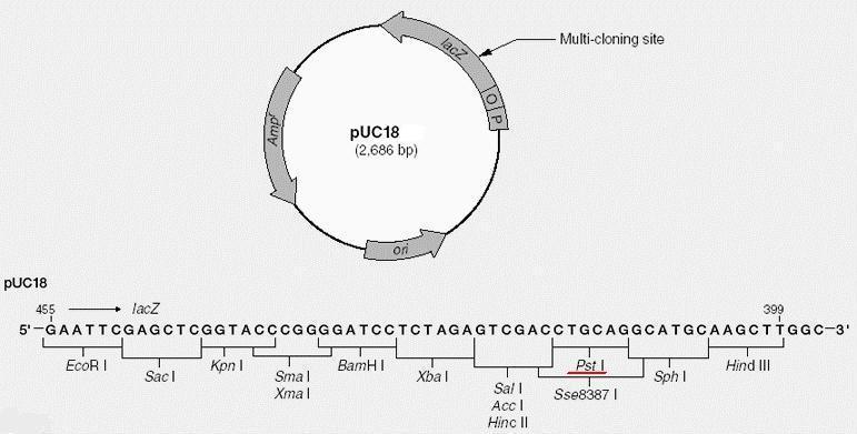 Plasmiden puc18 Många bakterier innehåller en extrakromosomal komponent av DNA, som kallas plasmid. Plasmider är relativt små cirkulära, dubbelsträngade DNA molekyler.