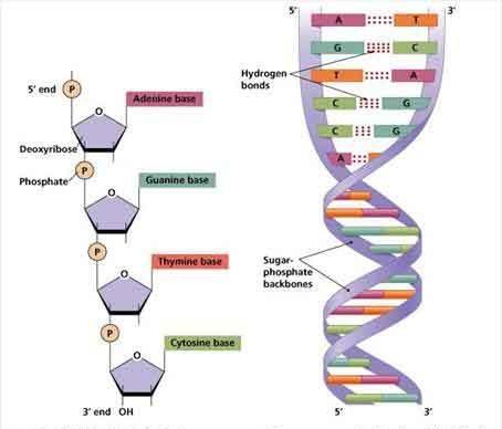 Teoretisk bakgrund DNA struktur och DNA replikation Primärstrukturen hos DNA utgörs av en polymer av nukleotider i en bestämd ordning.