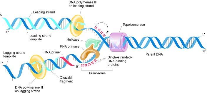 DNA replikation är den process där DNA i en cell kopieras. Replikationen startar i ett replikationsorigin, med att strängarna i DNA-molekylen säras från varandra.