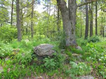 6. SNÄPPMADEN Nulägesbeskrivning: Utveckling: STADSDELSPARK Målkaraktär: Stadsdelspark Storlek: Ca 6 ha SANDHEM S:V/1967 Park eller plantering