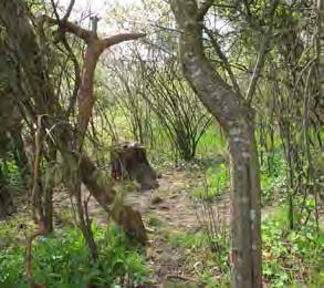 2. GÖTALUNDEN MINDRE PARK OCH LEKOMRÅDE Målkaraktär: Lekpark Storlek: Ca 1,6 ha S:I/1932 Gata/torg HJULKVARN Större delen av Götalunden består av naturmark men där finns även en större lekplats, en