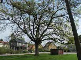 4. LÖVDUNGEN MINDRE PARK OCH LEKOMRÅDE Målkaraktär: Lekpark Storlek: Ca 0,2 ha S:I/1932 Gata/torg HJULKVARN Lövdungen består av en gräsyta med flera stora solitära ekar, kastanjer, tallar och björkar.
