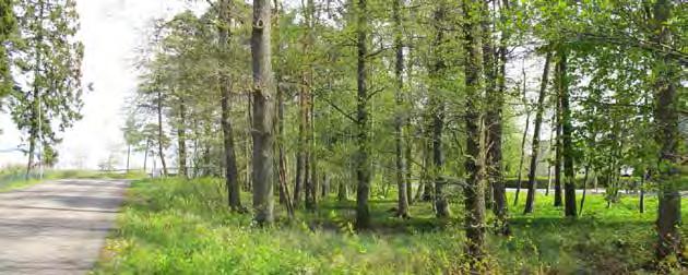 5. STALLBACKALUNDEN HJULKVARN NÄRPARK Målkaraktär: Storlek: Naturkvarter Ca 3,7 ha Skyddas delvis av S:V/1976 Park eller plantering S:IV/1980 Park eller plantering
