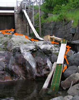 Figur: Hedeforsdammen Ålledare: Orange pil=huvud