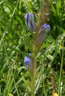 Botanisk utflykt till Remmene skjutfält lördagen den 29 juli klockan 09.00 Ett av våra finaste områden med cypresslummer, klockgentiana och ljungögontröst.