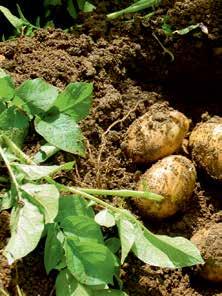 10 25 kg/ha 4 % lösning i samband med bladmögelbesprutning Magtrac 1 2 x 4 l/ha i samband med bladmögelbesprutning Över 40000 kg/ha YaraMila HeVi -gödselmedel, 500 900kg/ha Ferticare startgödsel, 100
