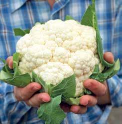 Balanserad användning av näringsämnen enligt miljöersättningen Grönsaker och potatis Maximal kvävegiva för grönsaker kg/ha/år enligt markens mullhalt Växt Mullfattiga och mullhaltiga jordar Mullrika