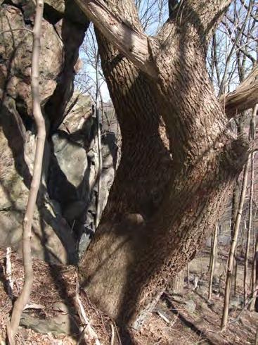 Särskilt skyddsvärda träd: En senvuxen, knotig ek med döda grenar och en grov lönn i objekt 1 samt en mycket grov ask i objekt 2. Se figur 2 för trädens positioner.