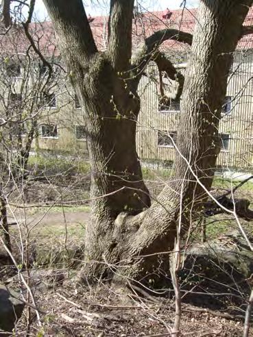 Skogsalm Ulmus glabra rödlistad (VU) Ask Fraxinus excelsior rödlistad (VU) Murgröna Hedera helix signalart, fridlyst. Tre individer påträffades i de cen- trala delarna av objekt 1 (se figur 2).