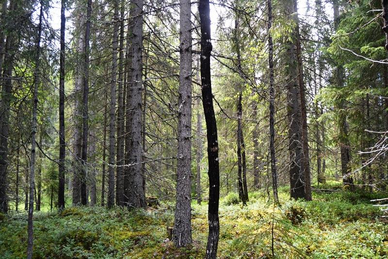 Inägomark SKOG Det totala virkesförrådet uppgår till ca 3 600 m 3 sk och medelbonitet till 3,8 m 3