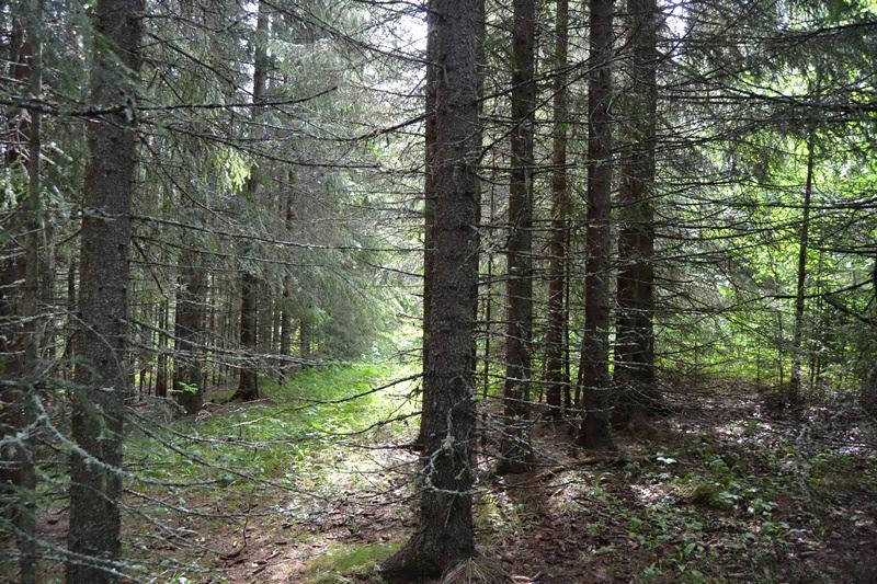 En stor andel röj- och gallringsskogar innebär at fastigheten har en stor framtida värdetillväxt. Uppgifterna är hämtade från skogsbruksplan upprättad i april 2013, se skogsbruksplan bilaga 1.