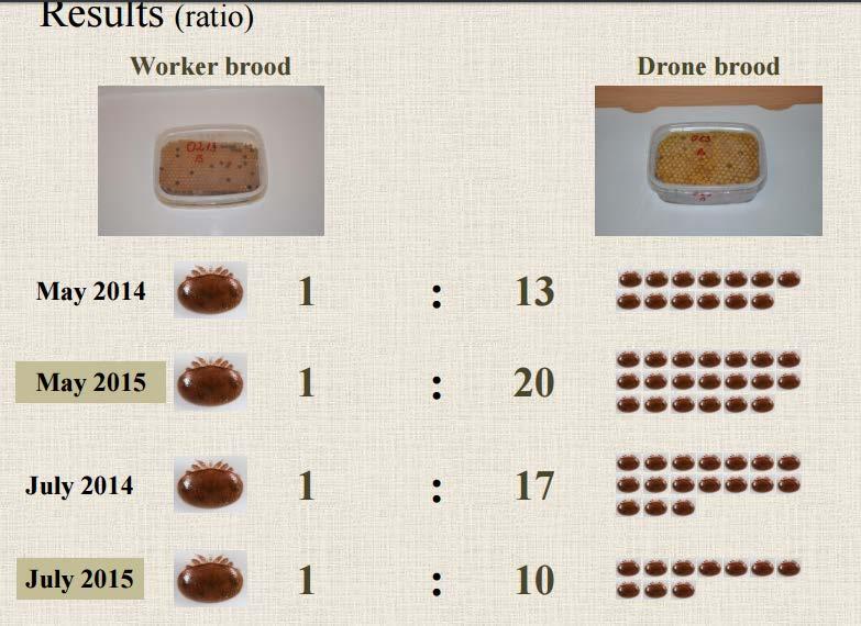 EFFICIENCY OF DRONE BROOD REMOVAL ON THE POPULATION GROWTH OF VARROA DESTRUCTOR