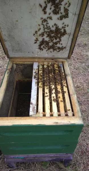 ~ 3000 bees ~ 17 000 bees Ett svagt samhälle (under 4000 bin) använder