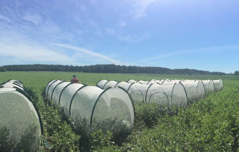 BROAD BEAN AND POLLINATORS - WHAT'S HAPPENING IN THE FIELD? Tiiu Kyllönen, University of Helsinki Pollinerar bin bovete?