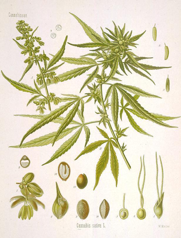 Vad är cannabis?