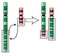 Molekylärgenetik vid akut myeloisk leukemi (AML) Diagnos (Cytogenetik) FISH (CBFB-MYH, RARA, KMT2A, TP53) Mutation i NPM1, CEBPA? (PCR m. fragmentanalys) Mutation i RUNX1?
