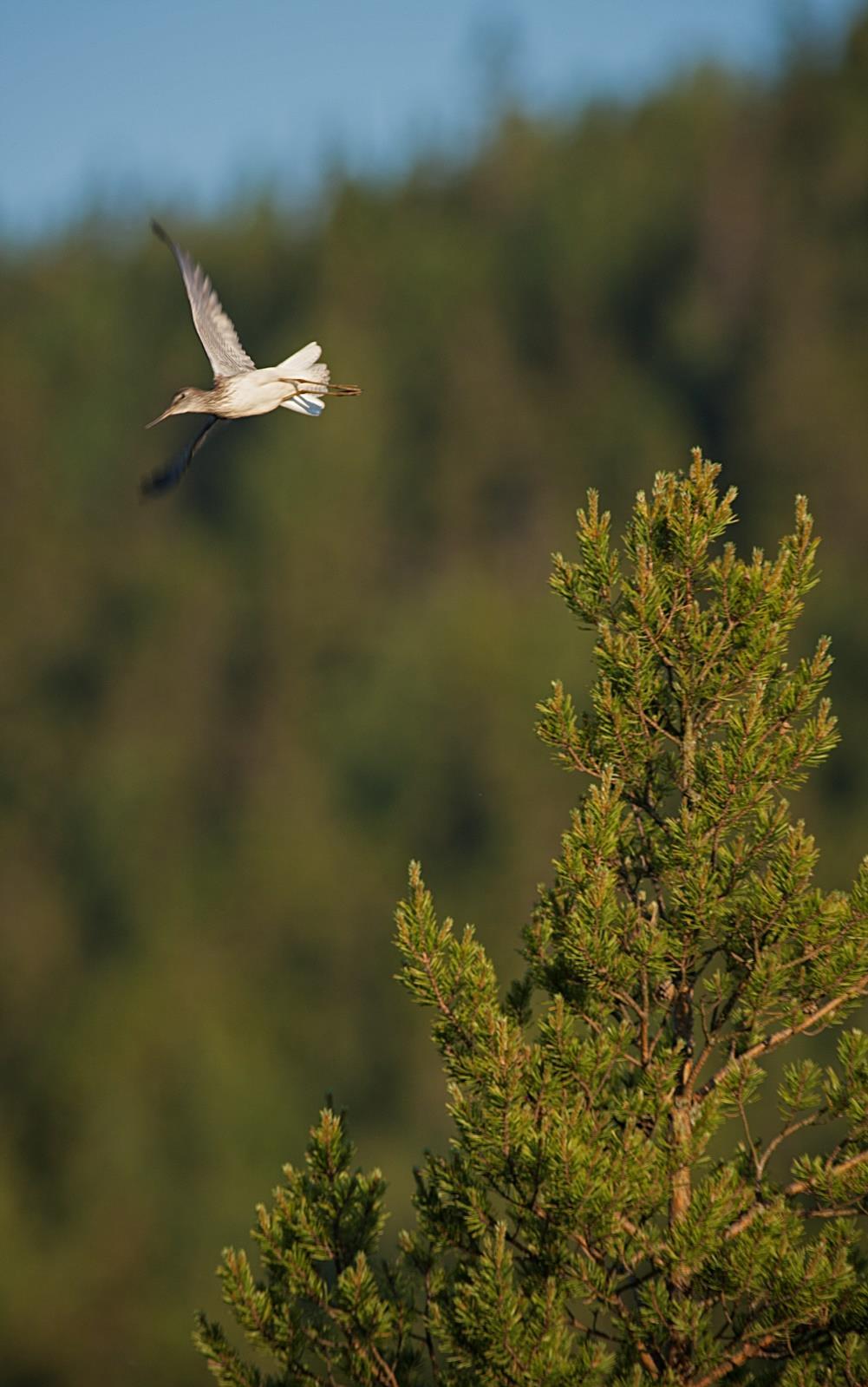 Förändringar i fågelfaunan