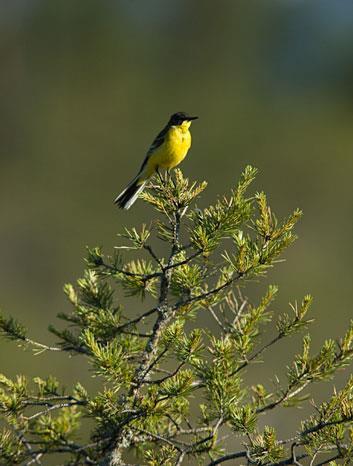 Sånglärka (Alauda arvensis) Sånglärkan häckar på öppna marker som åkrar, ängsmark, hedar, myrar och kalhyggen över nästan hela landet förutom i fjällkedjan.
