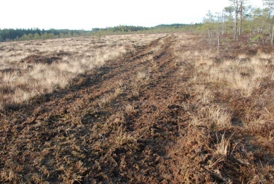 Foton från inventeringarna Bild 12.