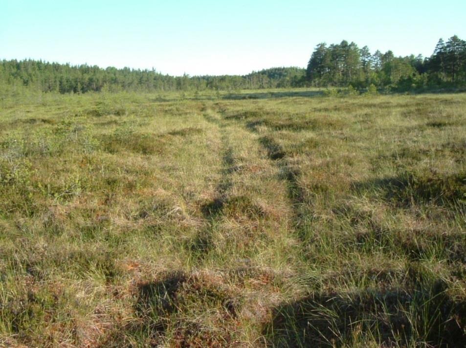 Dammossen (Nora). Jaktstuga finns mitt på mossen.