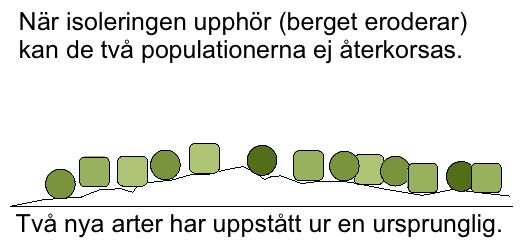 HUR UPPKOMMER NYA ARTER? (ARTBILDNING) Arter uppkommer under lång tid i en serie av steg.