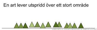 t ex slump (genetisk drift) och/eller geografiska barriärer Separationen gör att vissa egenskaper genom naturligt urval