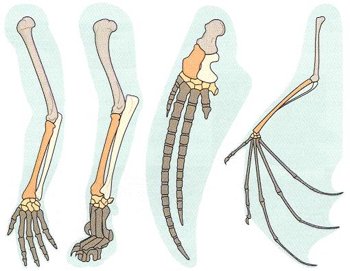 homologa organ