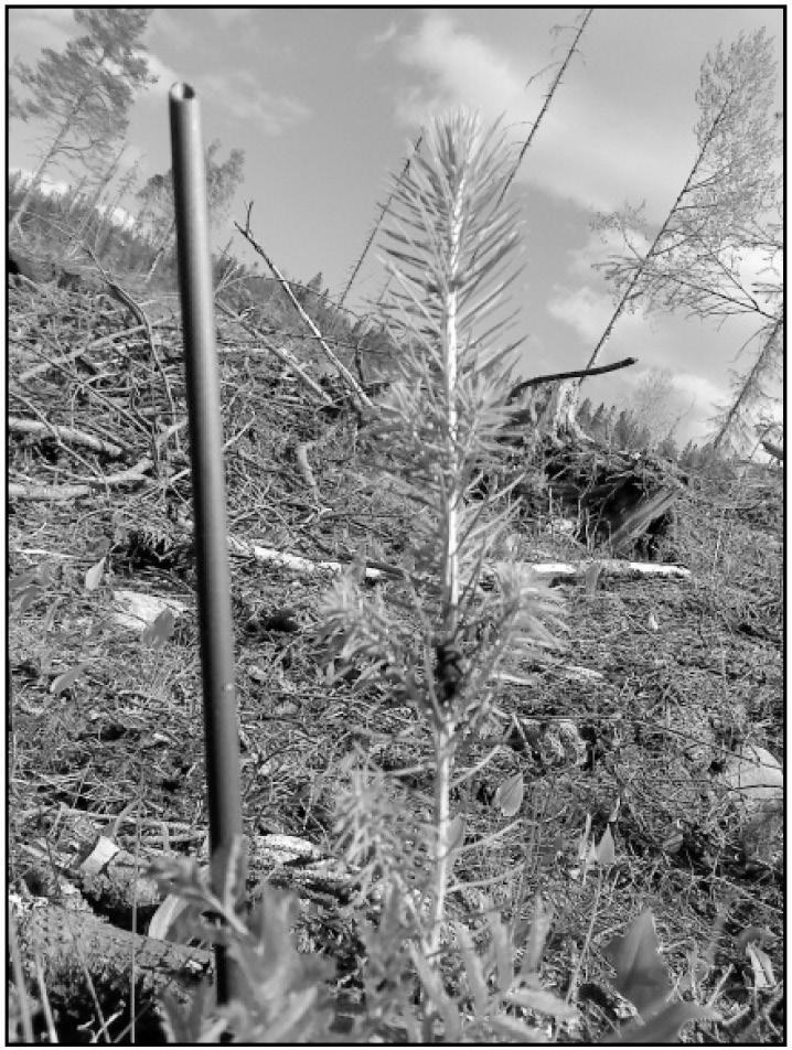 Effekten av markbehandling på omfattning av snytbaggeskador Effect of scarification methods on pine weevil damage to Norway spruce seedlings Emelie Edlund Handledare: Kristina Wallertz Oskar