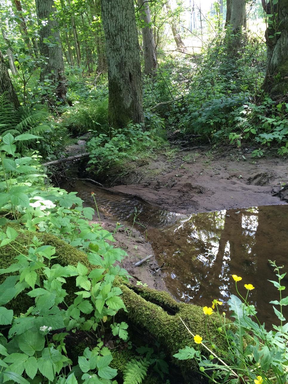 Naturvärdesinventering inför detaljplan Bränninge, Habo kommun ÅF-Infratsructure AB, Heffnersvägen