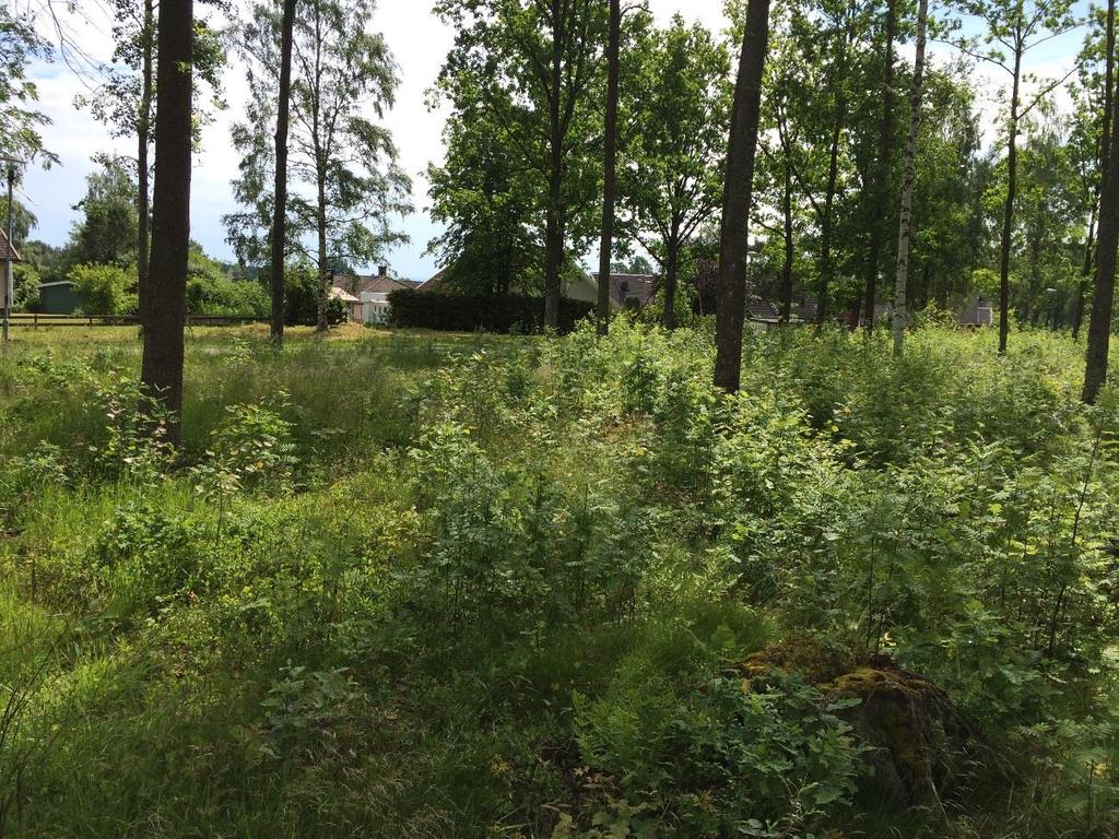 3.2 Objekt ÅF Br 02 Skog och träd Halvöppen blandlövskog Naturvärdesklass 4: Visst naturvärde Naturvärdesobjekt ÅF Br 02 Naturtyp: Skog och träd Beskrivning Objektet består av en halvöppen