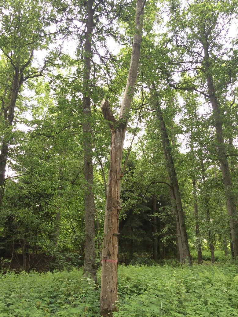 3.7 Objekt ÅF Br 07 Skog och träd Halvöppen alskog Naturvärdesklass 3: Påtagligt naturvärde ÅF Br 07 Naturtyp: Träd och skog Beskrivning Naturvärdesobjekt ÅF Br 07 innehar samma naturvärden som dess